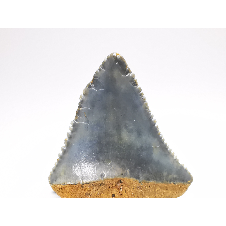 Fossil tooth of Great white shark: Carcharodon carcharias