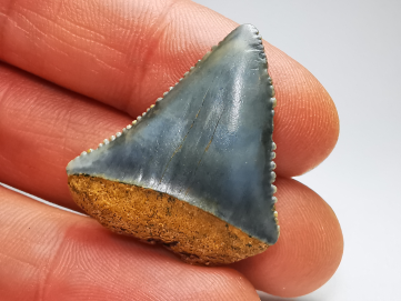 Dent fossile du GRAND REQUIN BLANC : Carcharodon carcharias