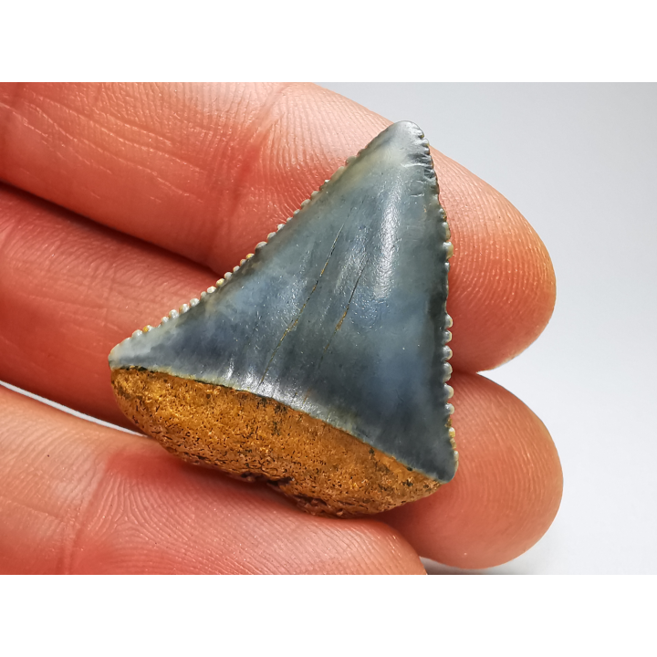 Fossil tooth of Great white shark: Carcharodon carcharias