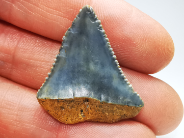 Dent fossile du GRAND REQUIN BLANC : Carcharodon carcharias