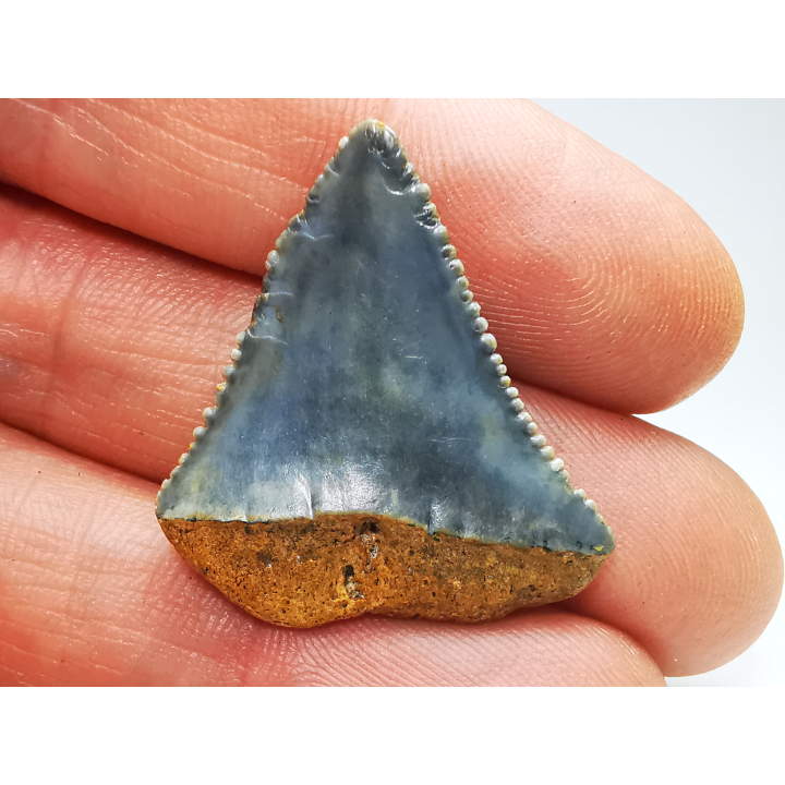 Fossil tooth of Great white shark: Carcharodon carcharias