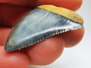 Dent fossile du GRAND REQUIN BLANC : Carcharodon carcharias