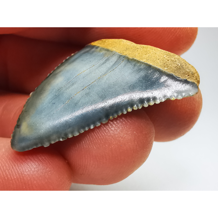 Fossil tooth of Great white shark: Carcharodon carcharias