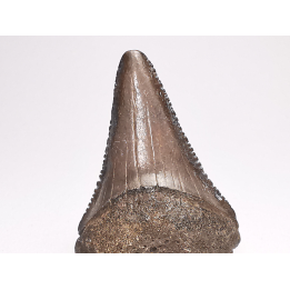 Fossil tooth of Great white shark: Carcharodon carcharias