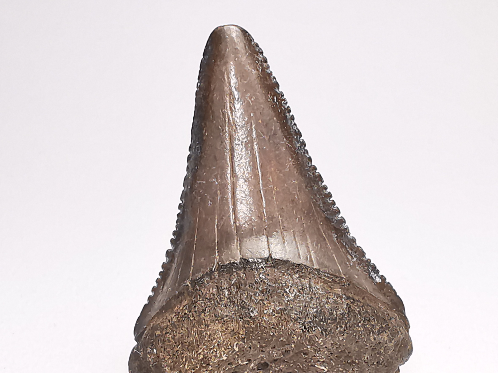 Dent fossile du GRAND REQUIN BLANC : Carcharodon carcharias