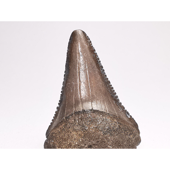 Fossil tooth of Great white shark: Carcharodon carcharias