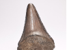 Fossil tooth of Great white shark: Carcharodon carcharias