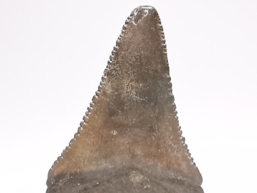 Fossil tooth of Great white shark: Carcharodon carcharias