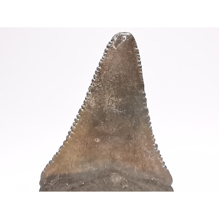 Fossil tooth of Great white shark: Carcharodon carcharias