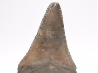 Dent fossile du GRAND REQUIN BLANC : Carcharodon carcharias