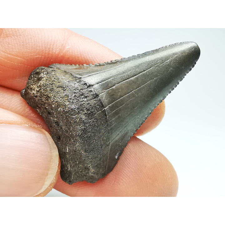 Dent fossile du GRAND REQUIN BLANC : Carcharodon carcharias