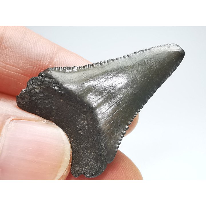 Fossil tooth of Great white shark: Carcharodon carcharias
