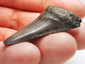 Dent fossile du GRAND REQUIN BLANC : Carcharodon carcharias