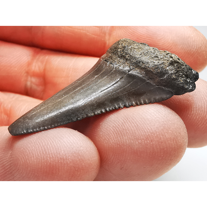 Dent fossile du GRAND REQUIN BLANC : Carcharodon carcharias
