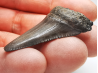 Fossil tooth of Great white shark: Carcharodon carcharias