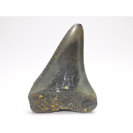 Fossil tooth of Great white shark: Carcharodon carcharias