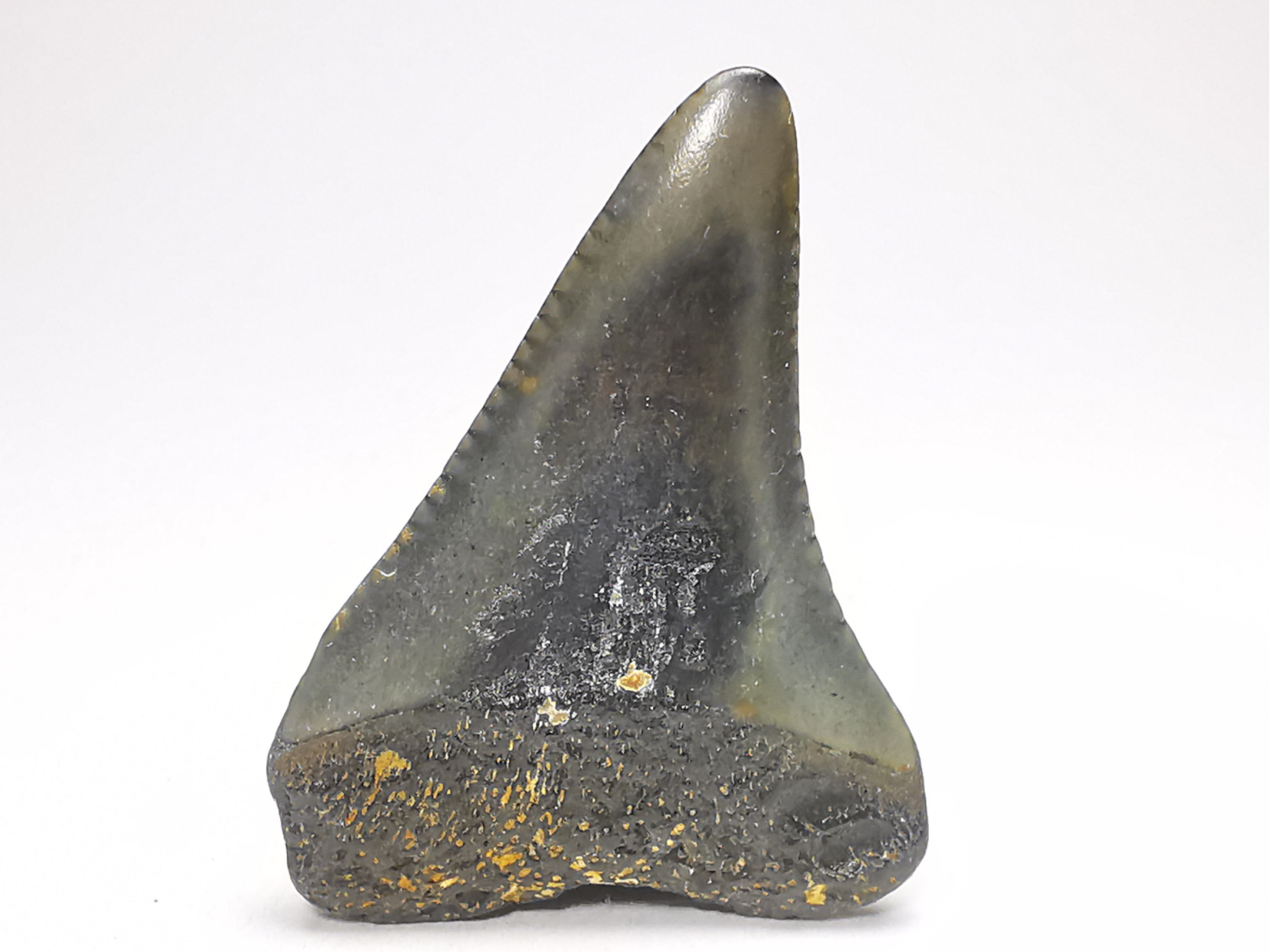 Dent fossile du GRAND REQUIN BLANC : Carcharodon carcharias