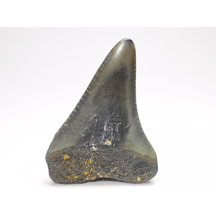 Dent fossile du GRAND REQUIN BLANC : Carcharodon carcharias