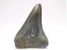 Fossil tooth of Great white shark: Carcharodon carcharias