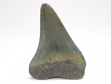 Fossil tooth of Great white shark: Carcharodon carcharias