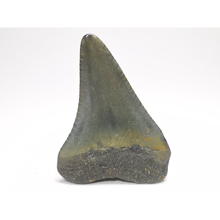 Dent fossile du GRAND REQUIN BLANC : Carcharodon carcharias