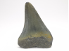 Fossil tooth of Great white shark: Carcharodon carcharias