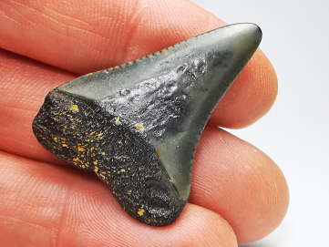 Fossil tooth of Great white shark: Carcharodon carcharias