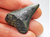 Fossil tooth of Great white shark: Carcharodon carcharias