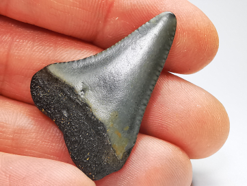 Dent fossile du GRAND REQUIN BLANC : Carcharodon carcharias