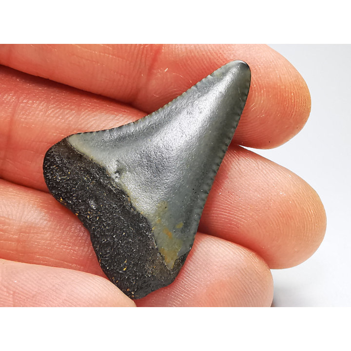 Dent fossile du GRAND REQUIN BLANC : Carcharodon carcharias