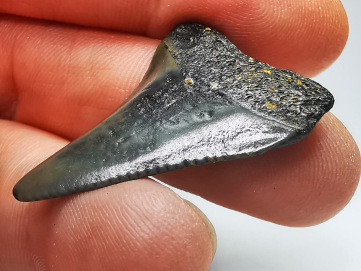 Dent fossile du GRAND REQUIN BLANC : Carcharodon carcharias