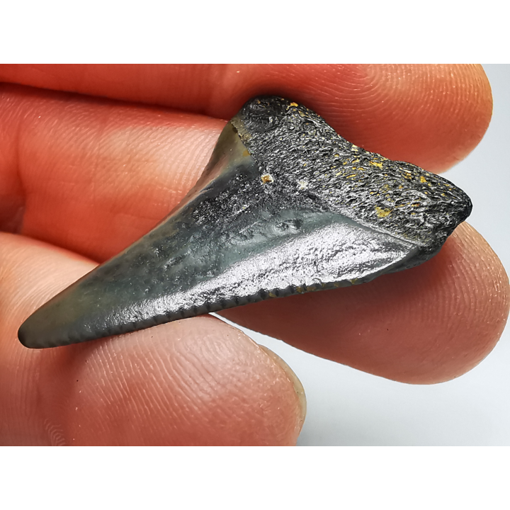 Fossil tooth of Great white shark: Carcharodon carcharias