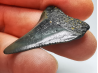 Fossil tooth of Great white shark: Carcharodon carcharias