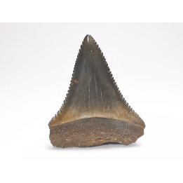 Dent fossile du GRAND REQUIN BLANC : Carcharodon carcharias