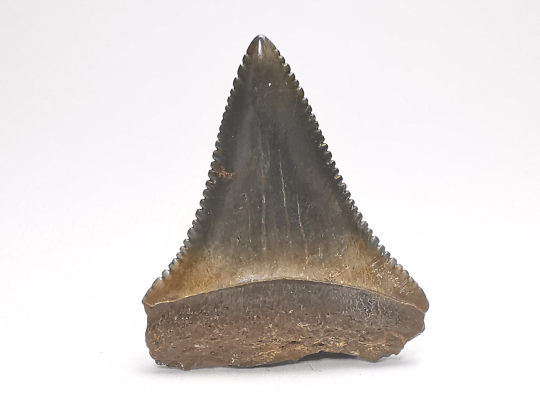 Dent fossile du GRAND REQUIN BLANC : Carcharodon carcharias