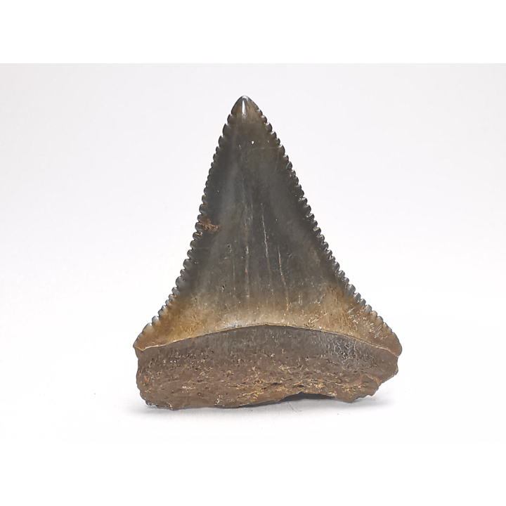 Fossil tooth of Great white shark: Carcharodon carcharias