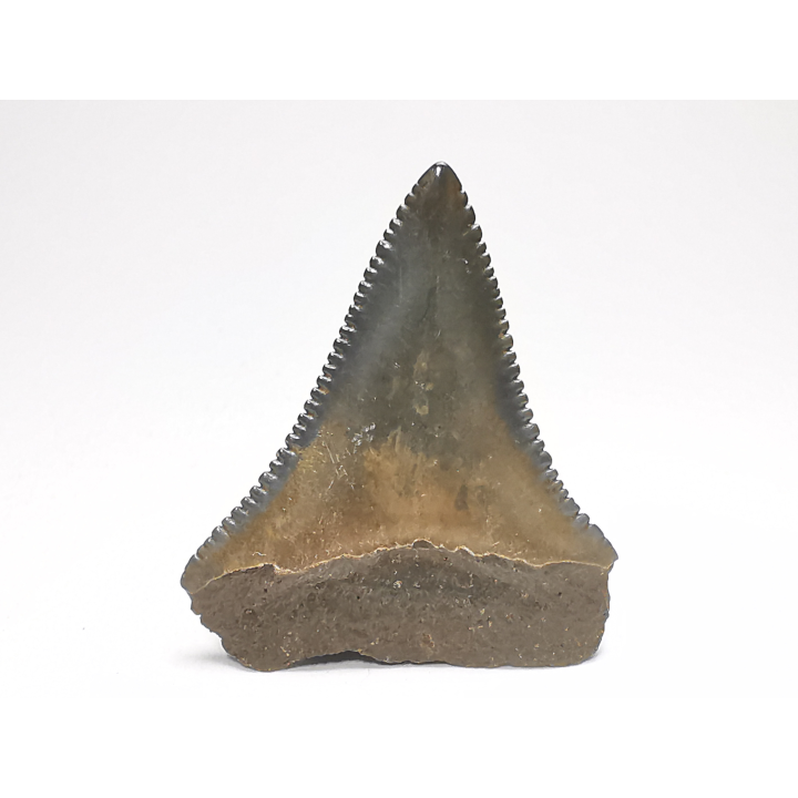 Dent fossile du GRAND REQUIN BLANC : Carcharodon carcharias