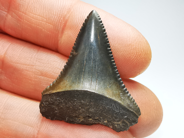 Fossil tooth of Great white shark: Carcharodon carcharias