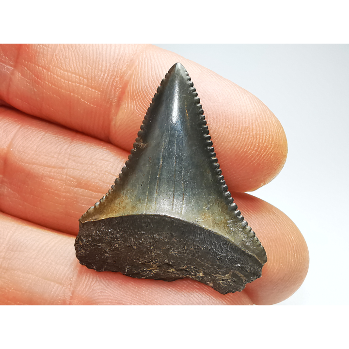 Fossil tooth of Great white shark: Carcharodon carcharias