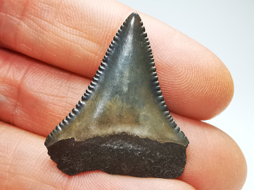 Dent fossile du GRAND REQUIN BLANC : Carcharodon carcharias