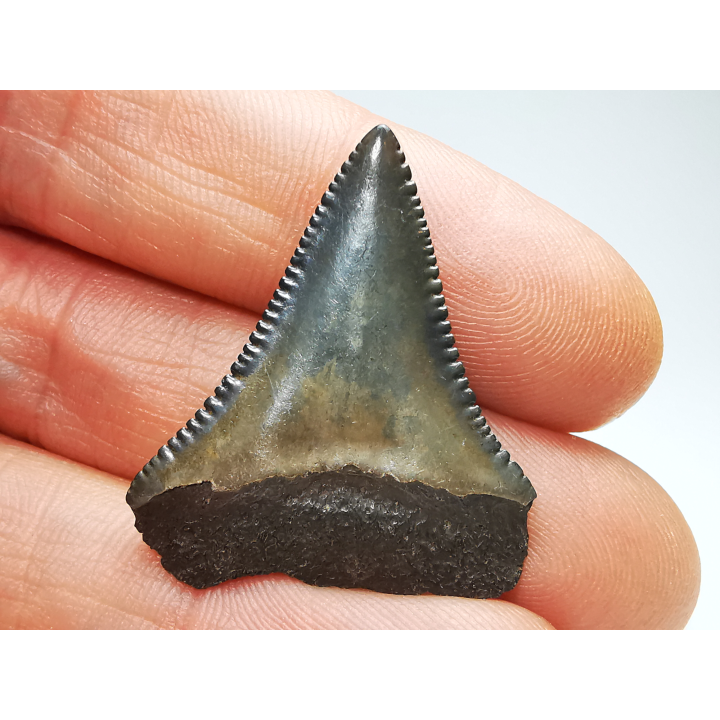 Fossil tooth of Great white shark: Carcharodon carcharias