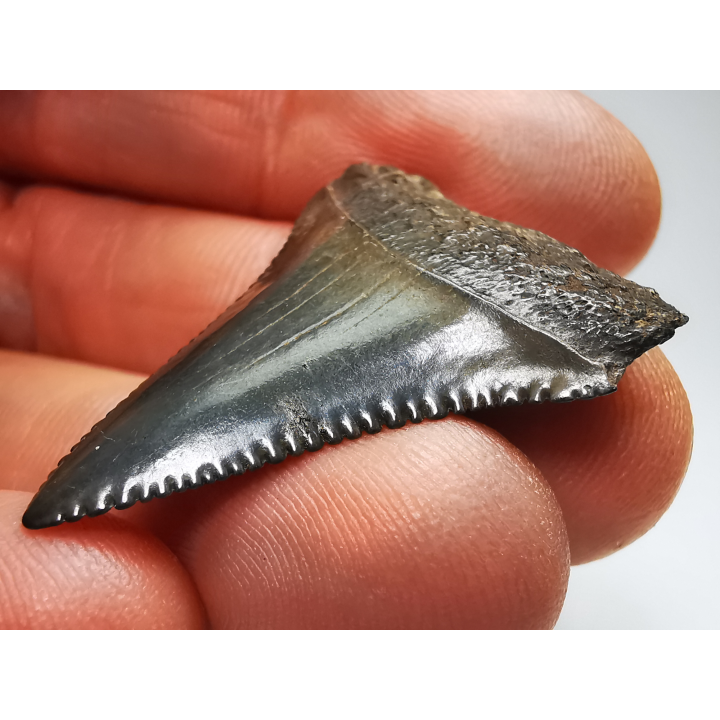 Dent fossile du GRAND REQUIN BLANC : Carcharodon carcharias