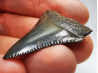 Fossil tooth of Great white shark: Carcharodon carcharias