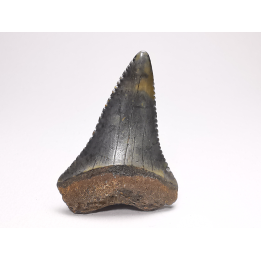 Dent fossile du GRAND REQUIN BLANC : Carcharodon carcharias