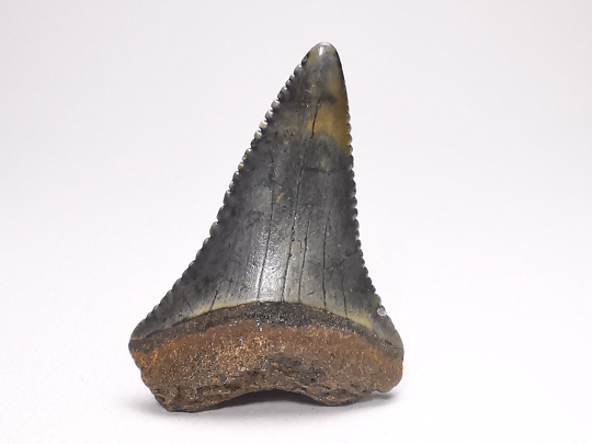 Fossil tooth of Great white shark: Carcharodon carcharias