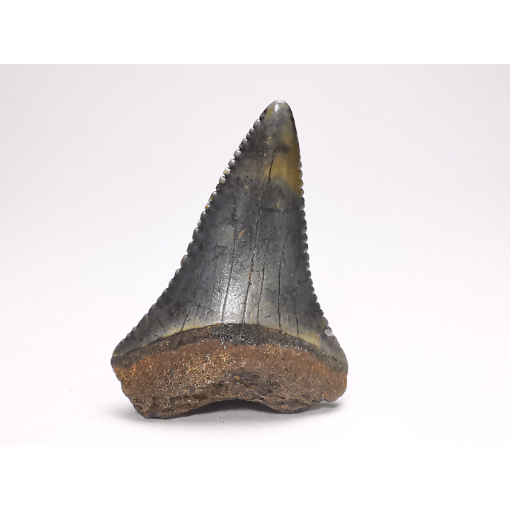 Dent fossile du GRAND REQUIN BLANC : Carcharodon carcharias
