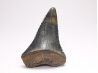 Fossil tooth of Great white shark: Carcharodon carcharias