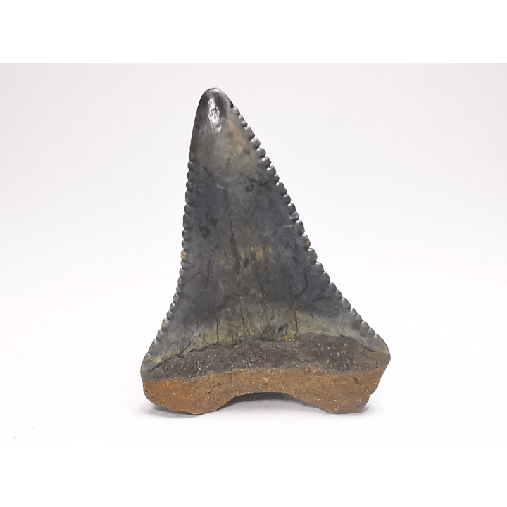 Dent fossile du GRAND REQUIN BLANC : Carcharodon carcharias