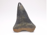 Dent fossile du GRAND REQUIN BLANC : Carcharodon carcharias