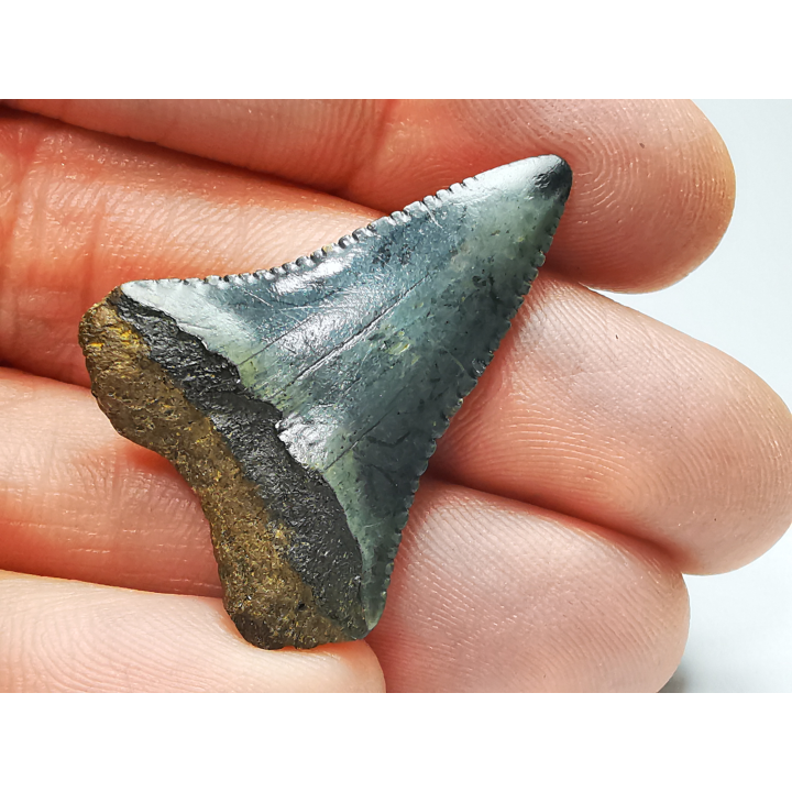 Fossil tooth of Great white shark: Carcharodon carcharias